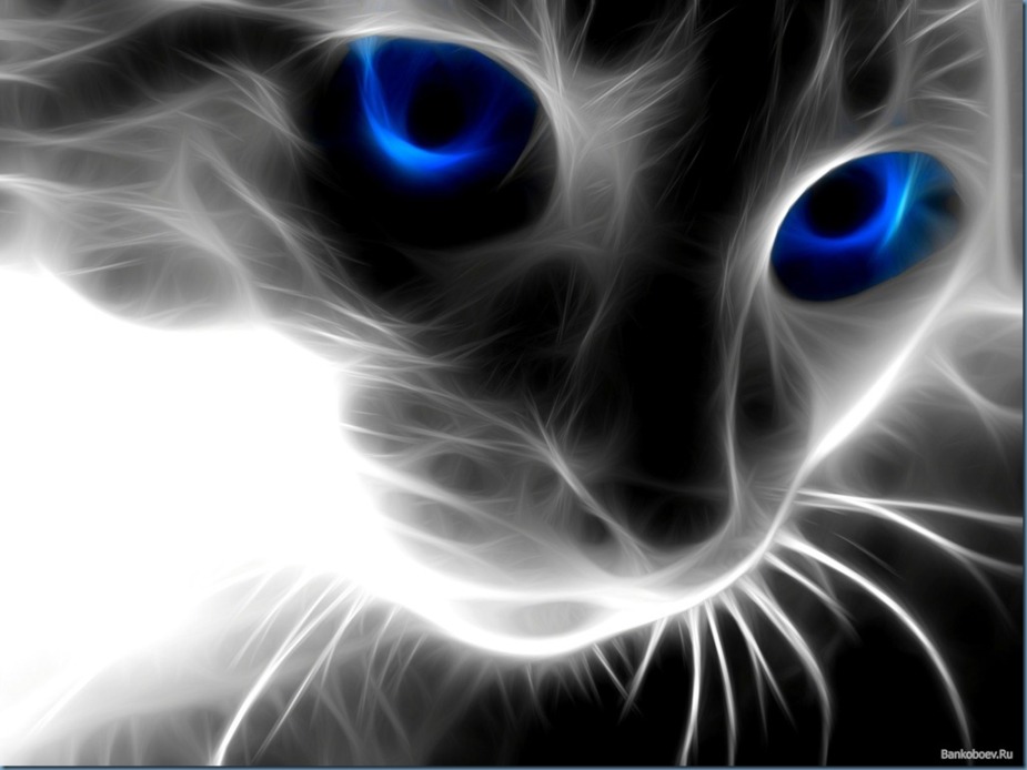Blue Cat'eyes (1)